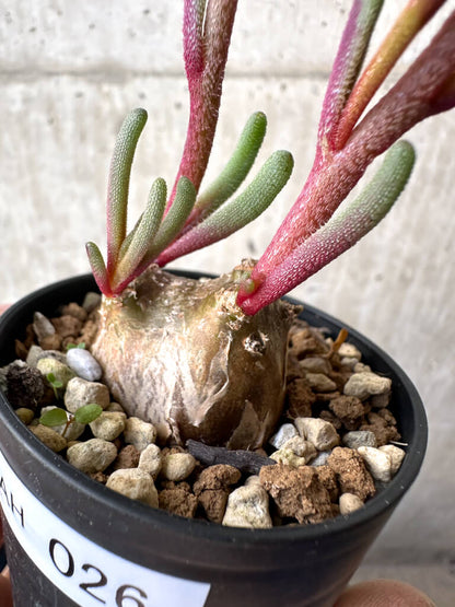 【現品限り】フィロボルス・テヌイフロルス【AH26】 Phyllobolus tenuiflorus