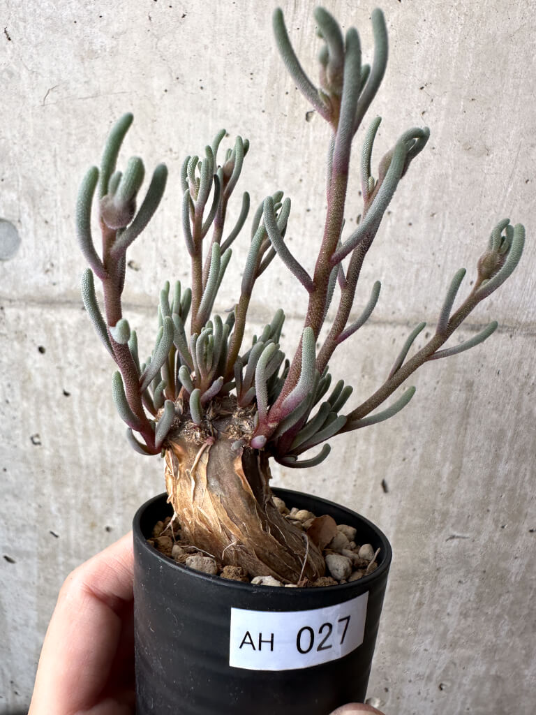 【現品限り】フィロボルス・テヌイフロルス【AH27】 Phyllobolus tenuiflorus