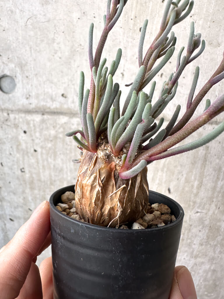 【現品限り】フィロボルス・テヌイフロルス【AH27】 Phyllobolus tenuiflorus