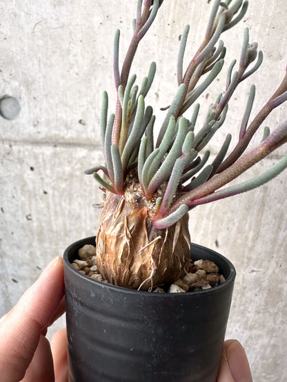 【現品限り】フィロボルス・テヌイフロルス【AH27】 Phyllobolus tenuiflorus