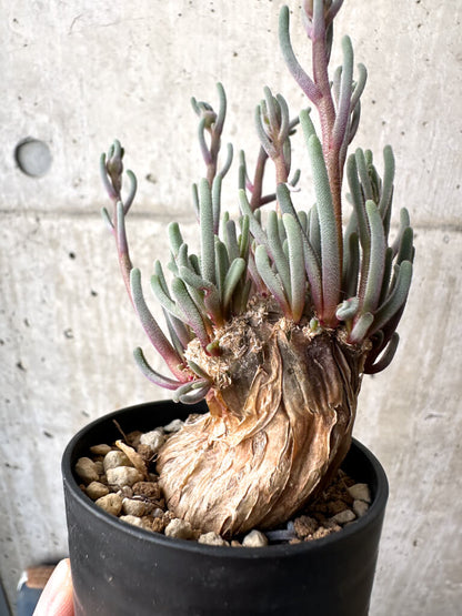 【現品限り】フィロボルス・テヌイフロルス【AH27】 Phyllobolus tenuiflorus