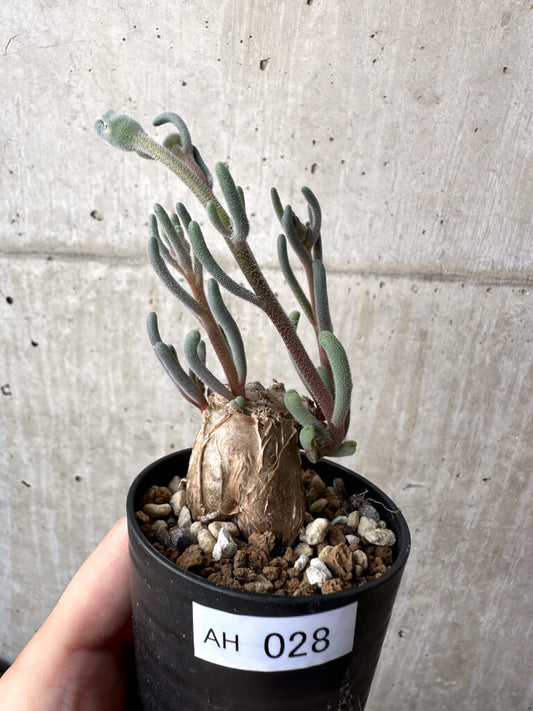 【現品限り】フィロボルス・テヌイフロルス【AH28】 Phyllobolus tenuiflorus