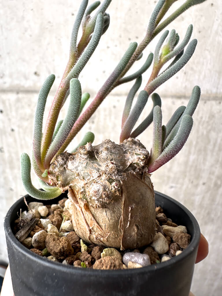 【現品限り】フィロボルス・テヌイフロルス【AH28】 Phyllobolus tenuiflorus