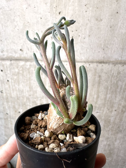【現品限り】フィロボルス・テヌイフロルス【AH28】 Phyllobolus tenuiflorus