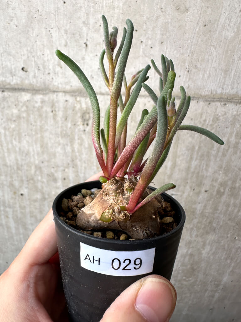 【現品限り】フィロボルス・テヌイフロルス【AH29】 Phyllobolus tenuiflorus