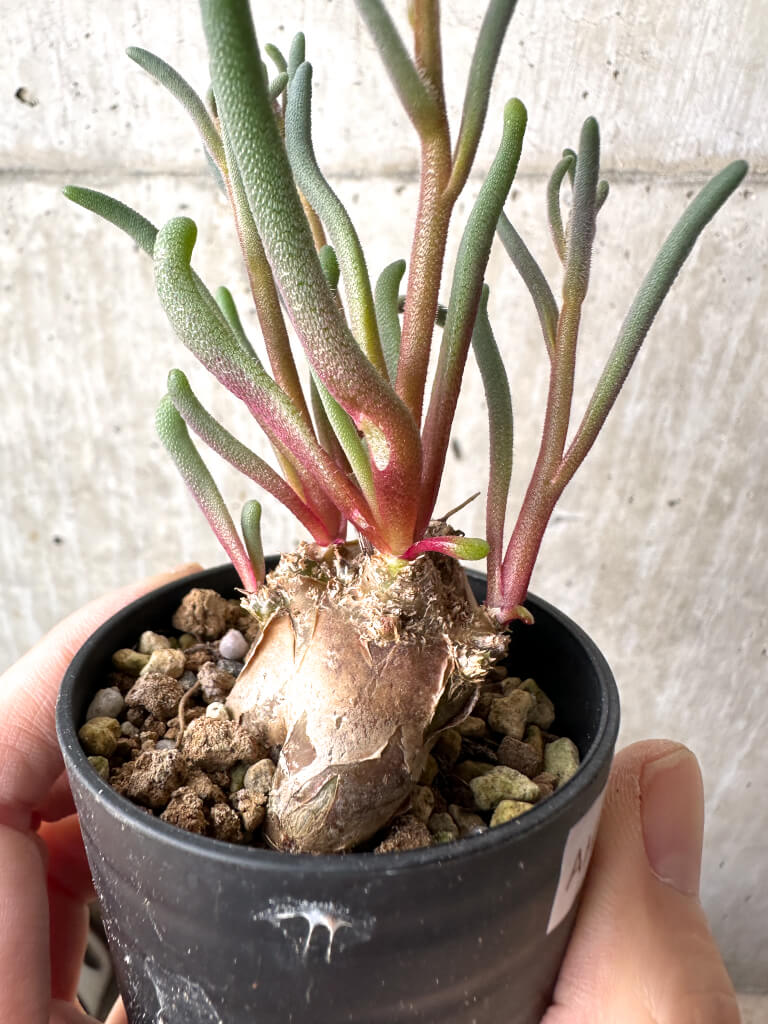 【現品限り】フィロボルス・テヌイフロルス【AH29】 Phyllobolus tenuiflorus