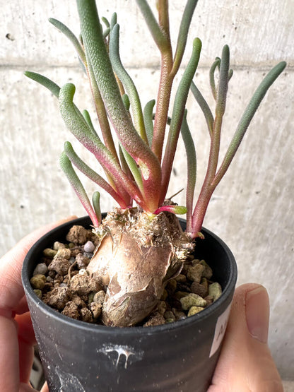 【現品限り】フィロボルス・テヌイフロルス【AH29】 Phyllobolus tenuiflorus