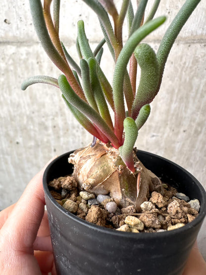 【現品限り】フィロボルス・テヌイフロルス【AH29】 Phyllobolus tenuiflorus