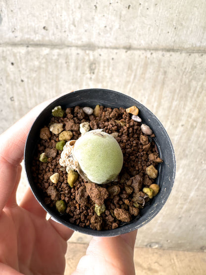 【現品限り】ムイリア・ホルテンセ【AH2】 Muiria hortenseae