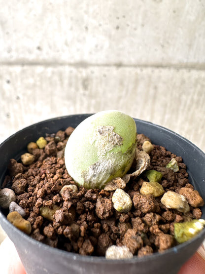 【現品限り】ムイリア・ホルテンセ【AH2】 Muiria hortenseae