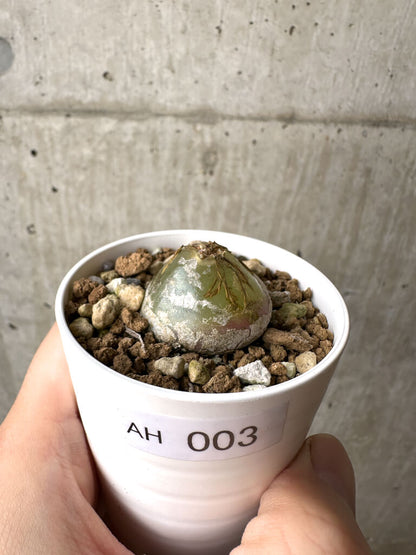 【現品限り】コノフィツム・ブルゲリ【AH3】 Conophytum burgeri
