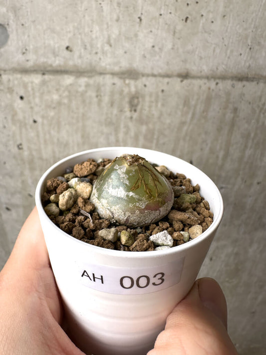 【現品限り】コノフィツム・ブルゲリ【AH3】 Conophytum burgeri