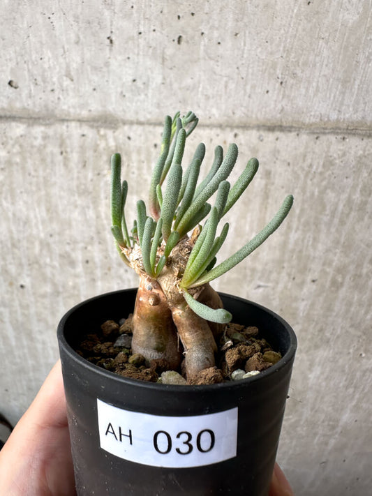 【現品限り】フィロボルス・テヌイフロルス【AH30】 Phyllobolus tenuiflorus