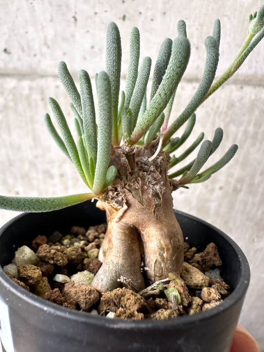 【現品限り】フィロボルス・テヌイフロルス【AH30】 Phyllobolus tenuiflorus