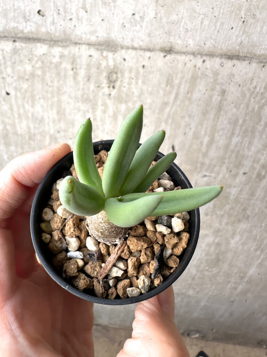 【現品限り】チレコドン・レティキュラーツス 万物想【AH31】 Tylecodon reticulatus