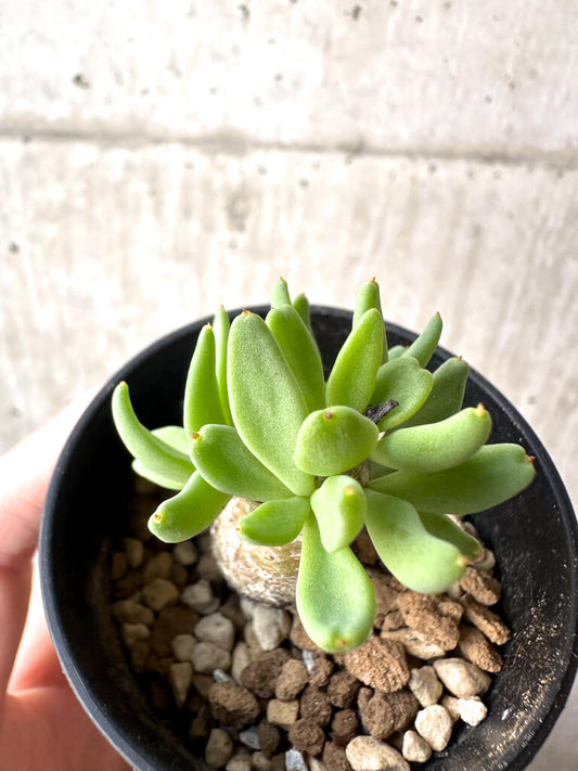 【現品限り】チレコドン・レティキュラーツス 万物想【AH32】 Tylecodon reticulatus