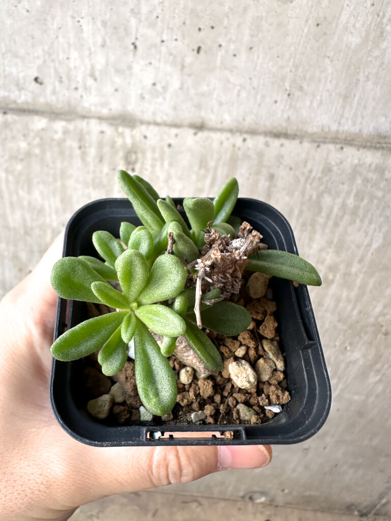 現品限り】チレコドン・スルフレウス【AH34】 Tylecodon sulphureus v
