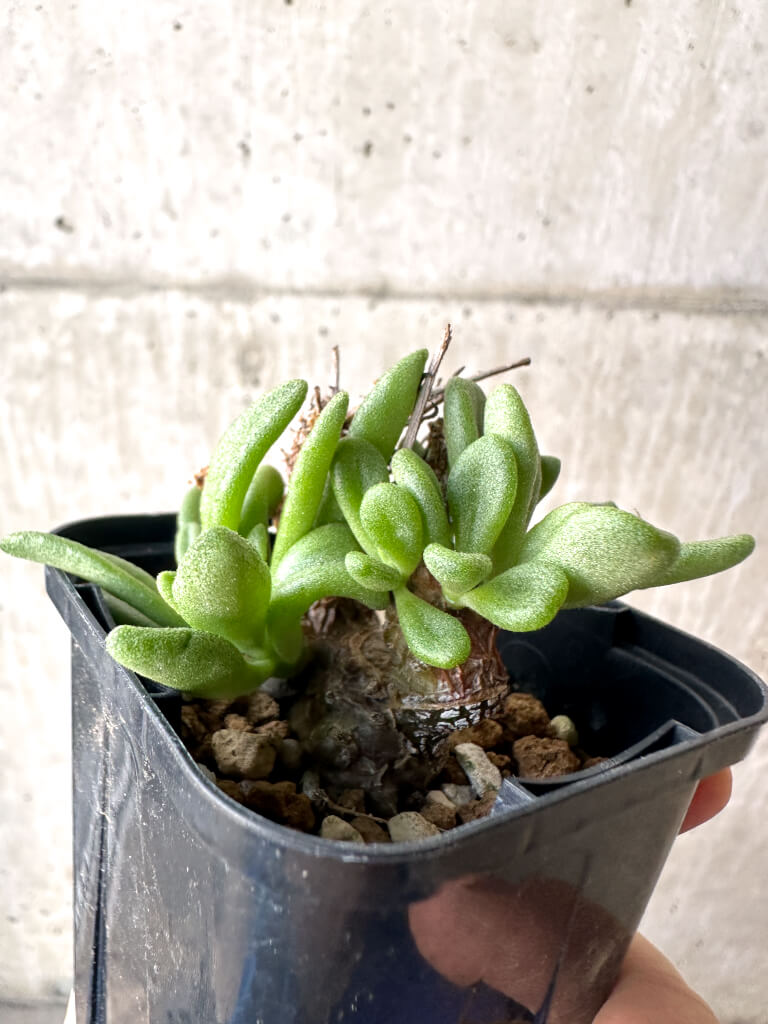現品限り】チレコドン・スルフレウス【AH34】 Tylecodon sulphureus v