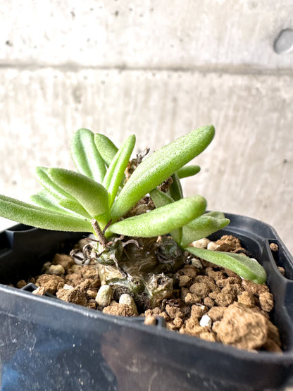 【現品限り】チレコドン・スルフレウス【AH35】 Tylecodon sulphureus v sulphureus