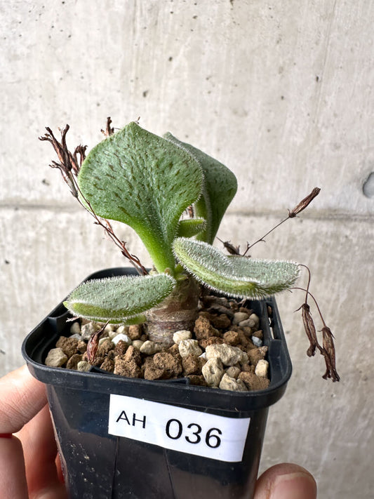 【現品限り】チレコドン・ノルティ【AH36】 Tylecodon nolteei