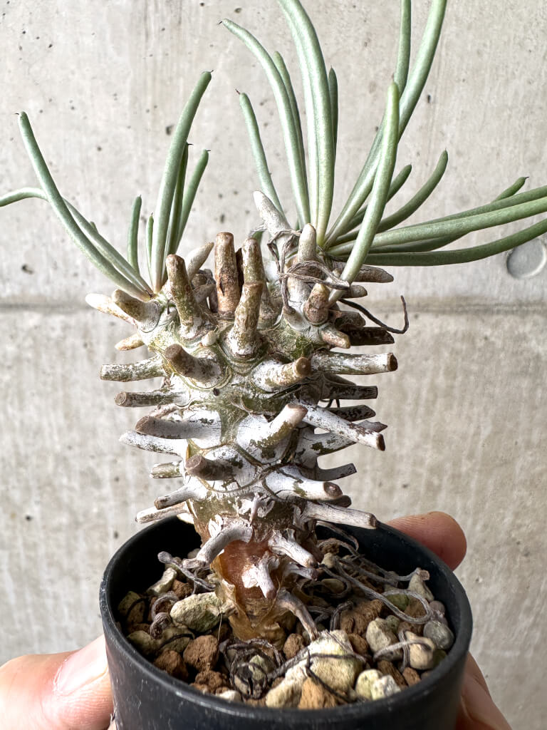 【現品限り】チレコドン・ワリチー Grootdrift【AH38】 Tylecodon wallichii