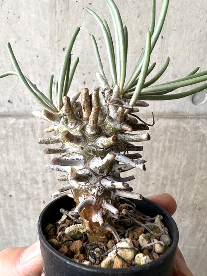 【現品限り】チレコドン・ワリチー Grootdrift【AH38】 Tylecodon wallichii