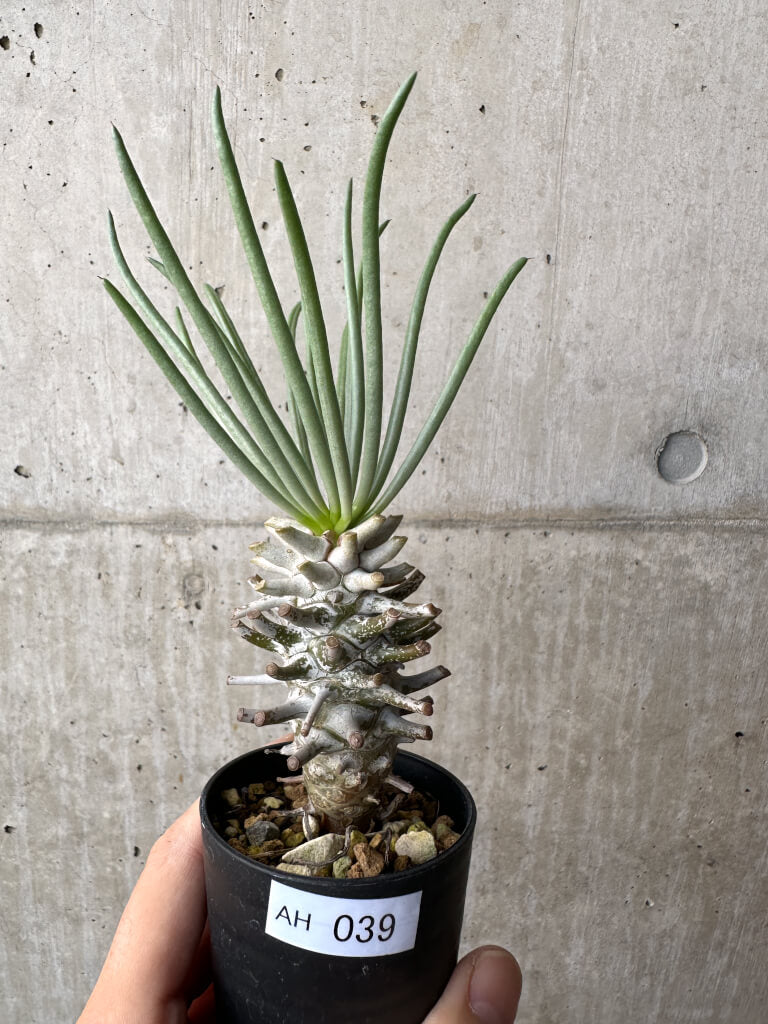 【現品限り】チレコドン・ワリチー Grootdrift【AH39】 Tylecodon wallichii