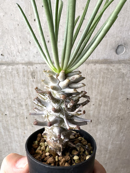 【現品限り】チレコドン・ワリチー Grootdrift【AH39】 Tylecodon wallichii