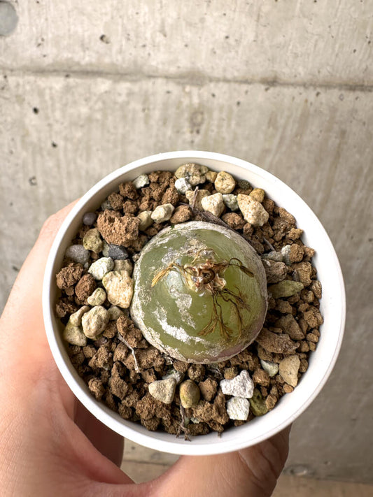 【現品限り】コノフィツム・ブルゲリ【AH3】 Conophytum burgeri