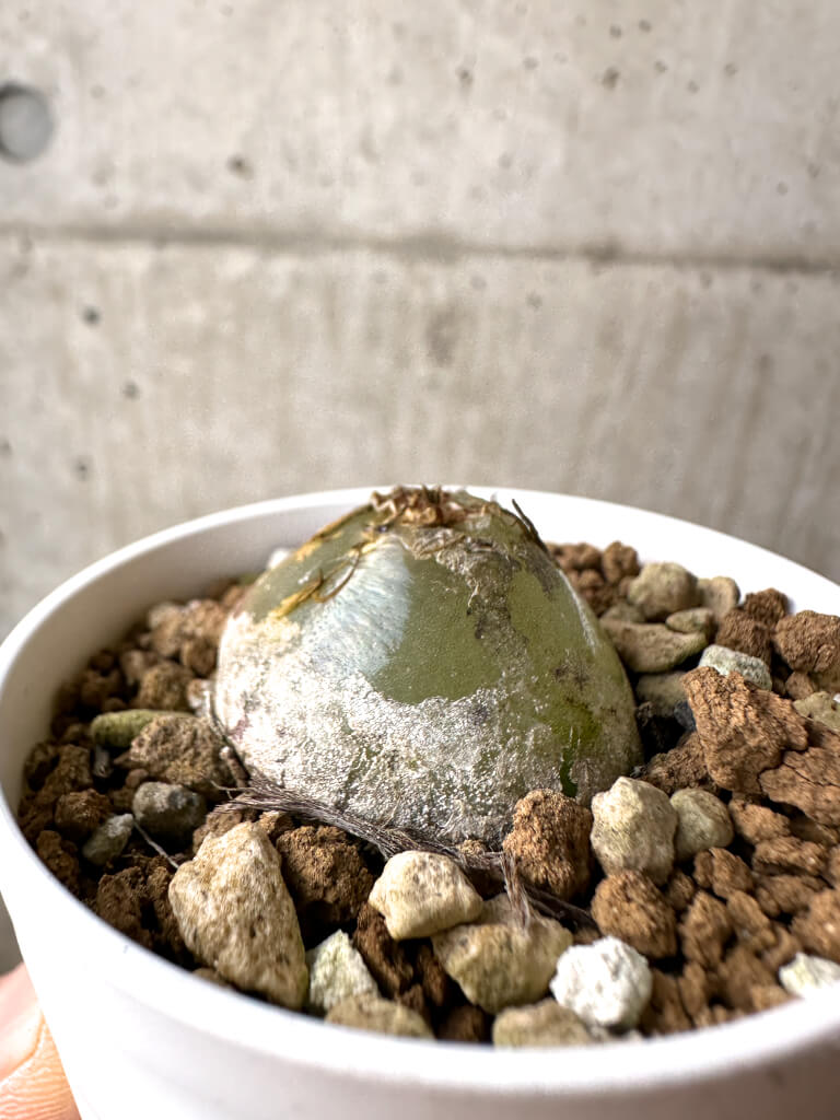 【現品限り】コノフィツム・ブルゲリ【AH3】 Conophytum burgeri