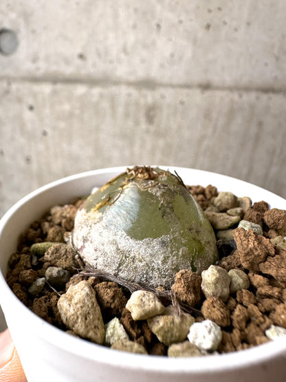 【現品限り】コノフィツム・ブルゲリ【AH3】 Conophytum burgeri