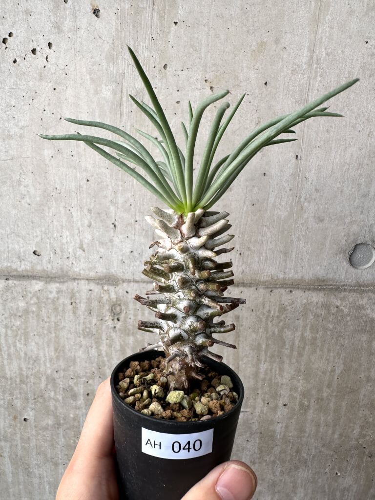 【現品限り】チレコドン・ワリチー Grootdrift【AH40】 Tylecodon wallichii