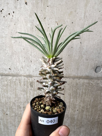 【現品限り】チレコドン・ワリチー Grootdrift【AH40】 Tylecodon wallichii