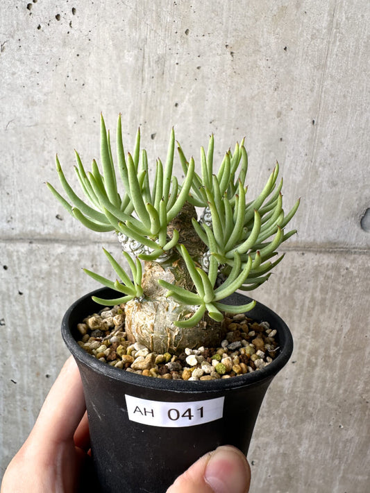 【現品限り】チレコドン・ペアルソニー 実生苗【AH41】 Tylecodon pearsonii