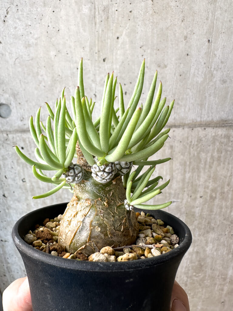 【現品限り】チレコドン・ペアルソニー 実生苗【AH41】 Tylecodon pearsonii