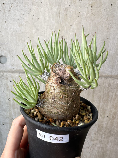 【現品限り】チレコドン・ペアルソニー 実生苗【AH42】 Tylecodon pearsonii