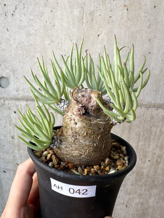 【現品限り】チレコドン・ペアルソニー 実生苗【AH42】 Tylecodon pearsonii