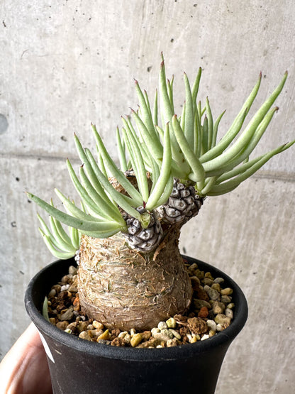 【現品限り】チレコドン・ペアルソニー 実生苗【AH42】 Tylecodon pearsonii