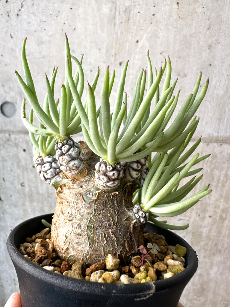 【現品限り】チレコドン・ペアルソニー 実生苗【AH42】 Tylecodon pearsonii