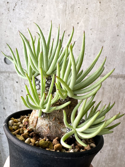 【現品限り】チレコドン・ペアルソニー 実生苗【AH42】 Tylecodon pearsonii