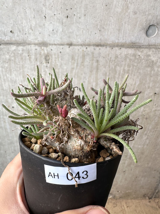 【現品限り】フィロボルス・レスルゲンス【AH43】 Phyllobolus resurgens