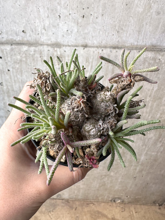 【現品限り】フィロボルス・レスルゲンス【AH43】 Phyllobolus resurgens