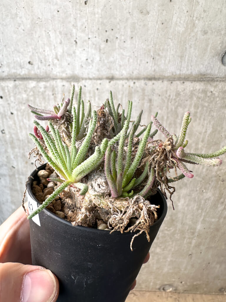 【現品限り】フィロボルス・レスルゲンス【AH43】 Phyllobolus resurgens