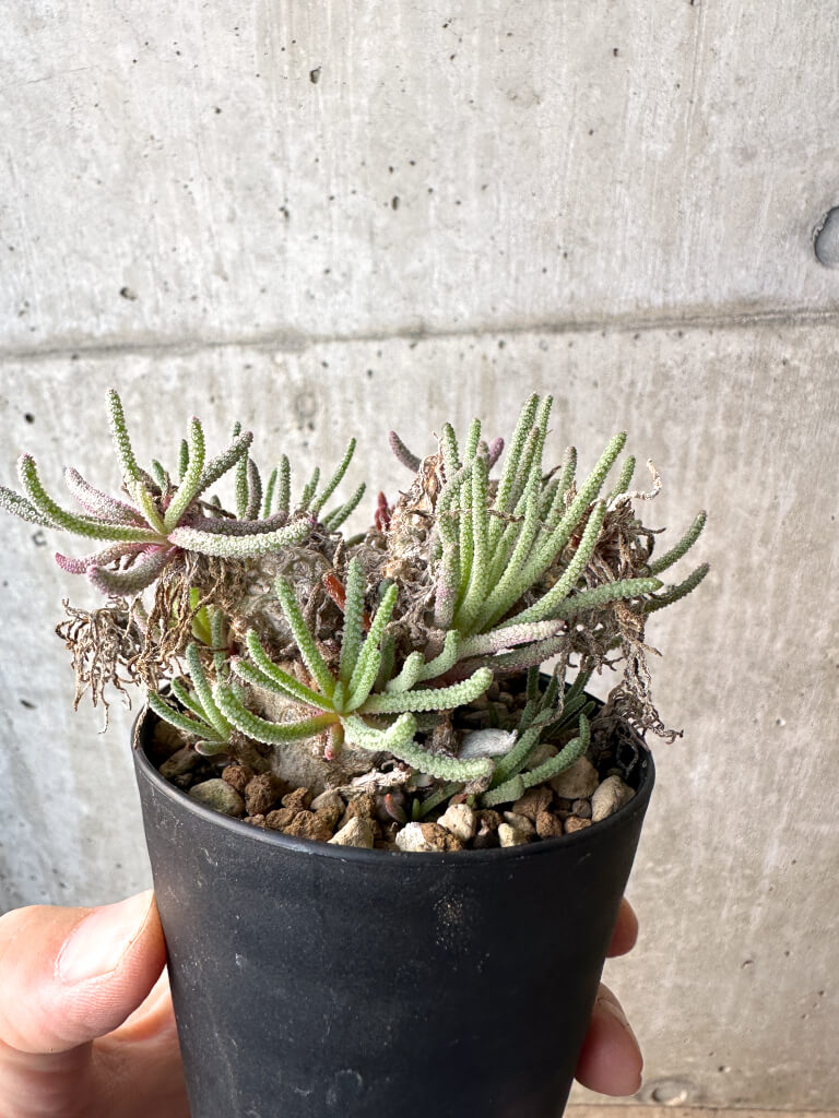 【現品限り】フィロボルス・レスルゲンス【AH43】 Phyllobolus resurgens