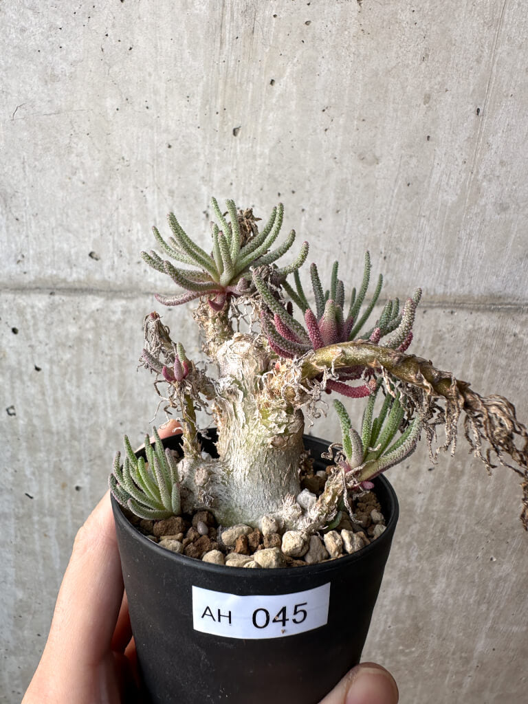 【現品限り】フィロボルス・レスルゲンス【AH45】 Phyllobolus resurgens