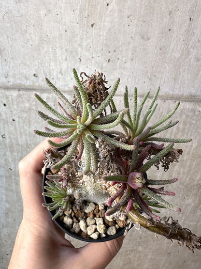 【現品限り】フィロボルス・レスルゲンス【AH45】 Phyllobolus resurgens