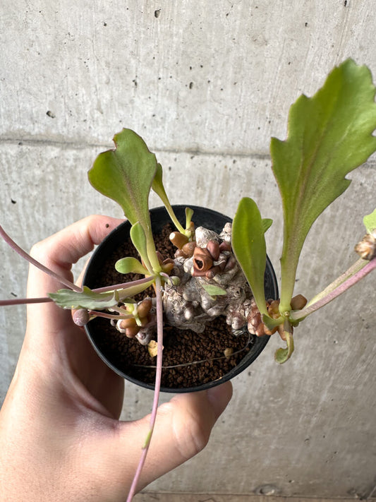 【現品限り】オトンナ・ヘレー 蛮鬼塔【AH46】 Othonna herrei