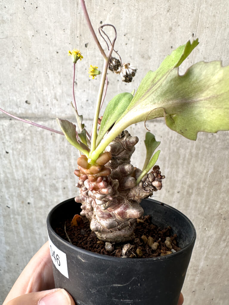 現品限り】オトンナ・ヘレー 蛮鬼塔【AH46】 Othonna herrei 塊根植物