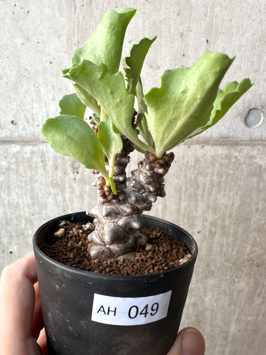 【現品限り】オトンナ・ヘレー 蛮鬼塔【AH49】 Othonna herrei