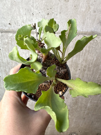 【現品限り】オトンナ・ヘレー 蛮鬼塔【AH49】 Othonna herrei